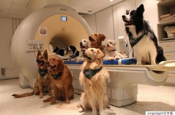 犬は人の言葉だけでなく、裏にある感情までを理解している――13匹の脳をMRIスキャンし判明 | ハフポスト NEWS
