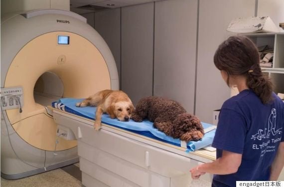 犬は人の言葉だけでなく 裏にある感情までを理解している 13匹の脳をmriスキャンし判明 ハフポスト