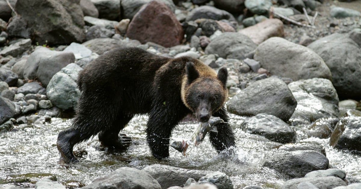 札幌市内にヒグマが出現 国道渡ろうと仁王立ちで 左右の安全確認 ハフポスト