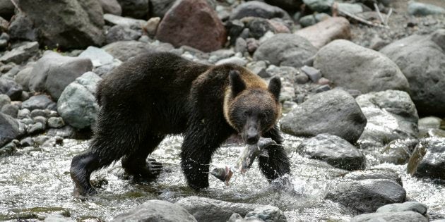 ※ヒグマのイメージ写真