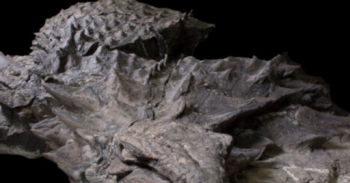 "恐竜のミイラ"発見。ノドサウルスの外見が「ほぼ完全な状態だ」