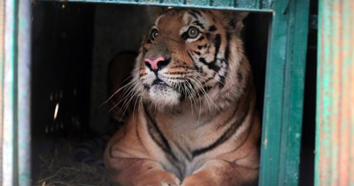 人間だけではない難民問題 ガザ 世界最悪の動物園 の動物たちが保護施設へ 動画 ハフポスト