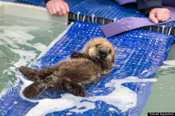 赤ちゃんラッコ 水族館で一生懸命泳ぎを覚える 画像 ハフポスト