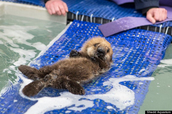 赤ちゃんラッコ、水族館で一生懸命泳ぎを覚える【画像】 | ハフポスト NEWS