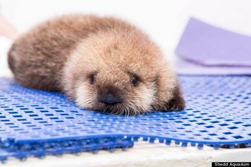 も*ち様 【中古】がんばれ!赤ちゃんラッコのラリー オホーツク水族館の