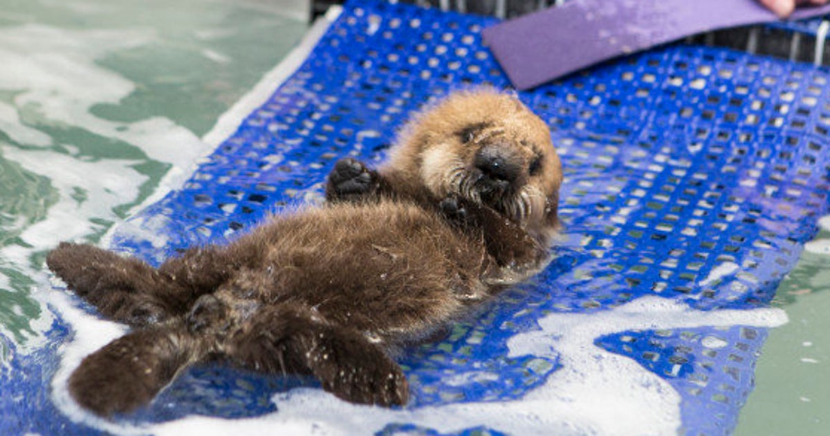 赤ちゃんラッコ 水族館で一生懸命泳ぎを覚える 画像 ハフポスト