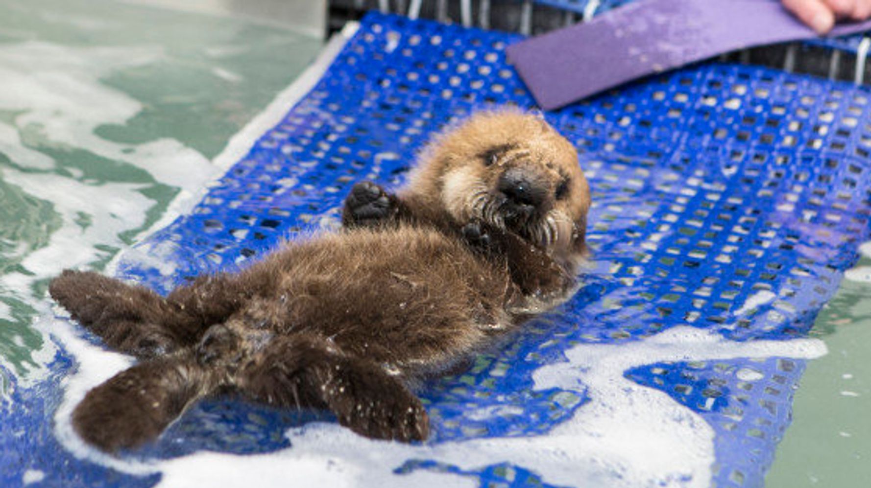 赤ちゃんラッコ 水族館で一生懸命泳ぎを覚える 画像 ハフポスト News