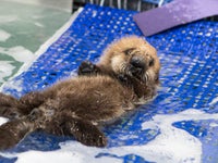【中古】 みんな おともだち かわいい赤ちゃん ラッコ 動物 ラッコの赤ちゃんを保護