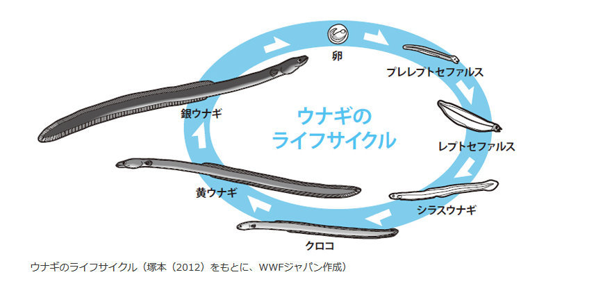 シラスウナギ用 小型定置網2個 | www.tspea.org