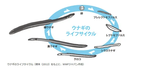 シラスウナギ 専用 小型定置網 【公式通販】 シラスウナギ 専用 小型定置網 【公式通販】
