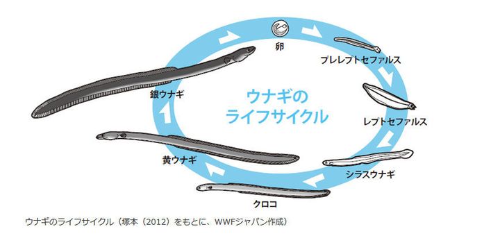 シラスウナギ用 小型定置網-