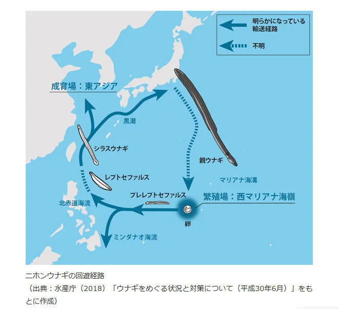 シリーズ ウナギをめぐって 第1回 ウナギという生物 ハフポスト News