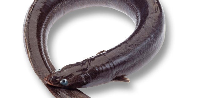 Eel (Anguilliformes), elevated view