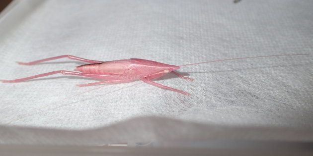 繁殖が確認されたピンク色のクビキリギス