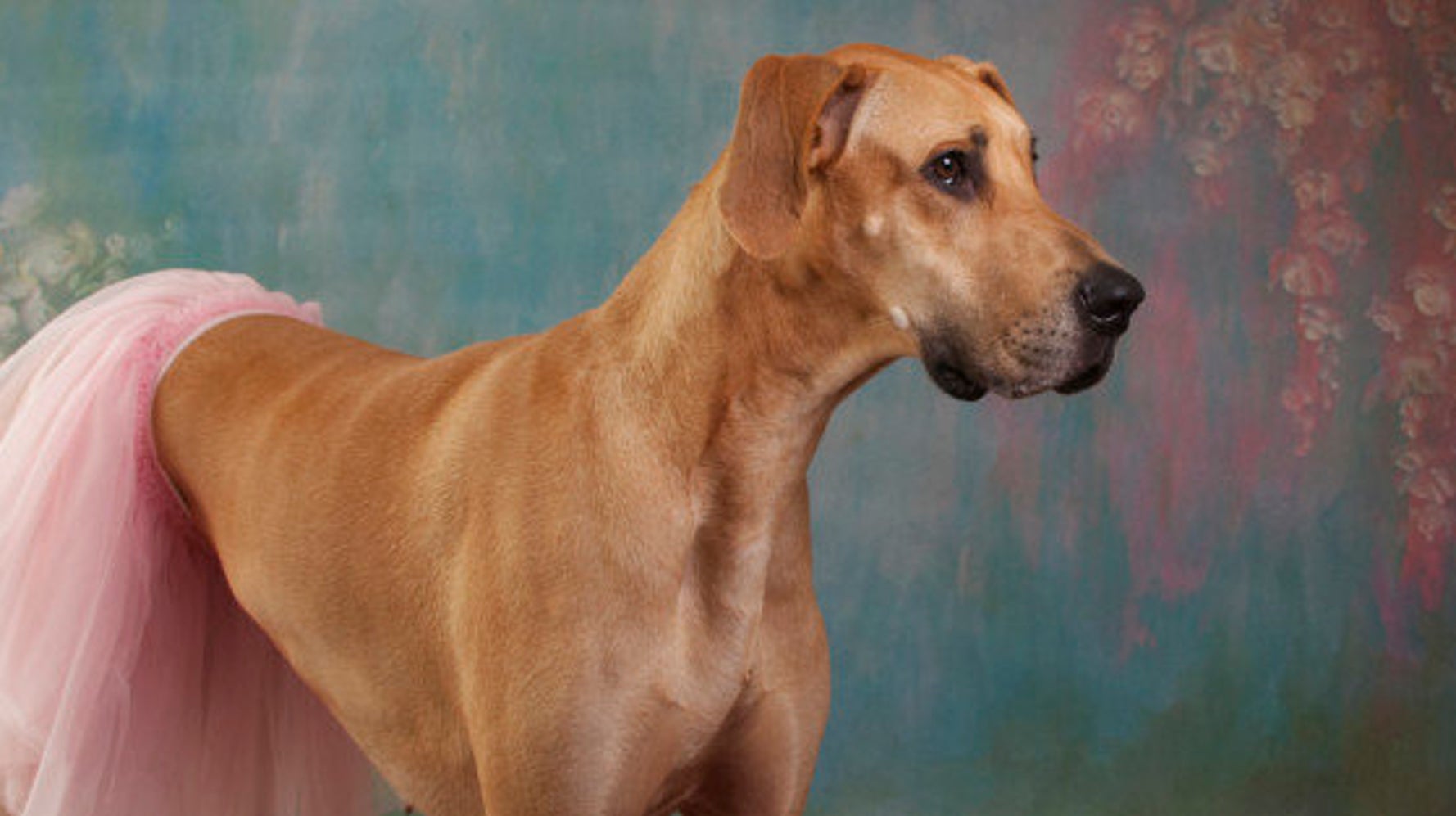 犬はストッキングを履くとき最もセクシーになる これを見ればわかる 画像 ハフポスト News 犬はストッキングを履くとき最もセクシーになる これを見ればわかる 画像 ハフポスト News