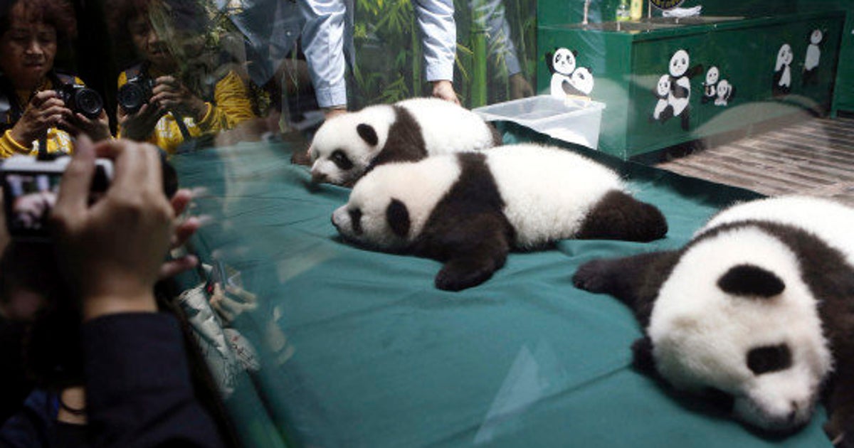 みんと 2017年パンダ 3枚 みんと 様 専用 2017年パンダコイン 3