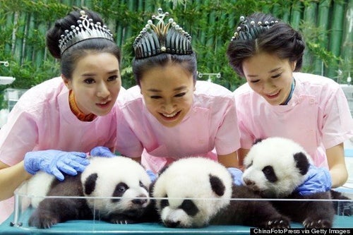 世界で唯一の「パンダの3つ子」すくすく成長【動画・画像