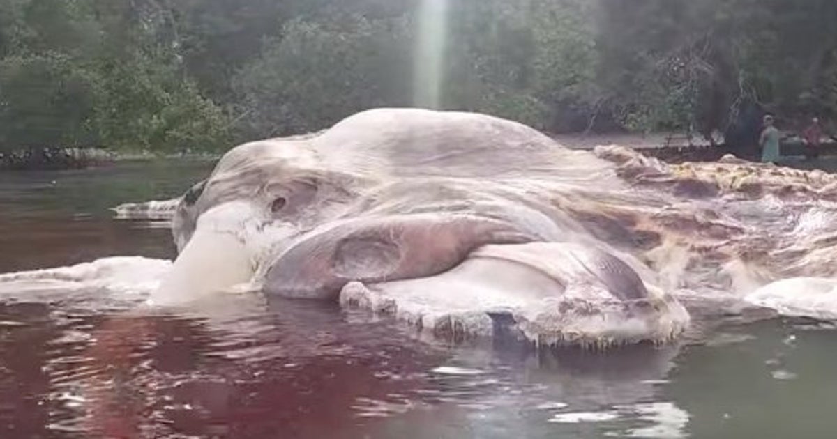 謎の 超巨大生物 の死骸が島に漂着 これが何だかわからない 動画 ハフポスト