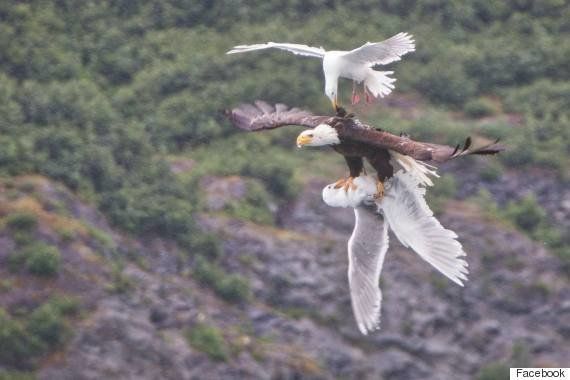 ワシに捕まった仲間を必死で助けようとするカモメの姿ときたら 画像 ハフポスト