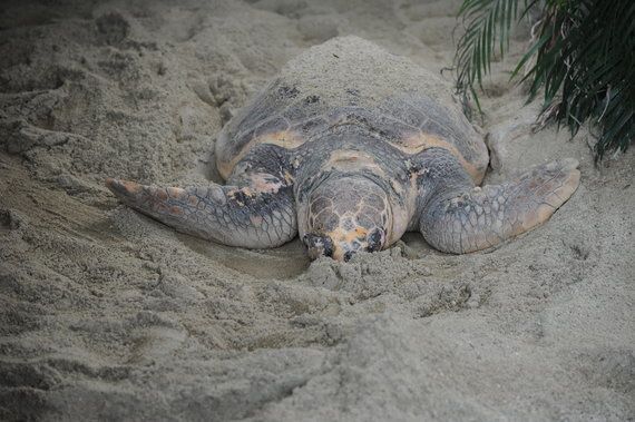 2728匹のお母さんに 名古屋港水族館のアカウミガメは繁殖日本一 ハフポスト