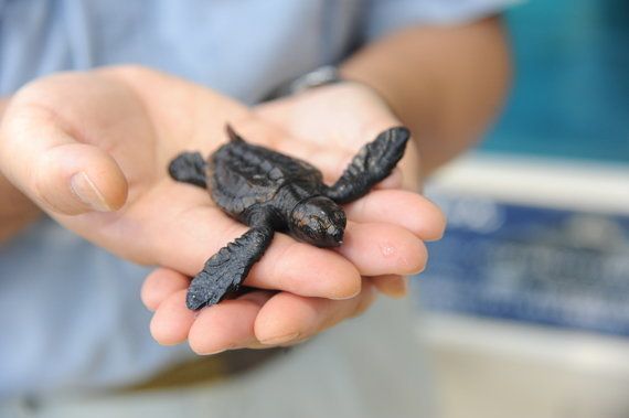 2728匹のお母さんに 名古屋港水族館のアカウミガメは繁殖日本一 ハフポスト