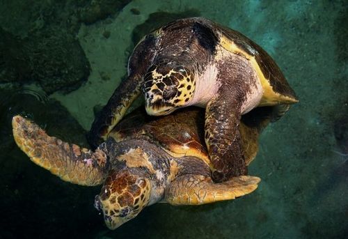 2728匹のお母さんに、名古屋港水族館のアカウミガメは繁殖日本一 | ハフポスト NEWS