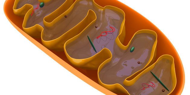 Digital medical illustration: Microscopic cross section of a mitochondrion featuring: