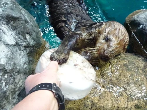 5c639dfa2300000401225651.jpeg?