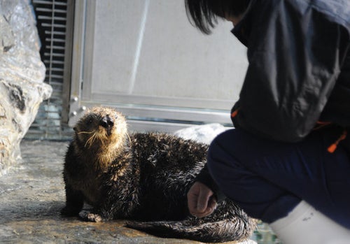 国内の水族館のラッコ、あと12頭に ピーク時から9割減 | ハフポスト