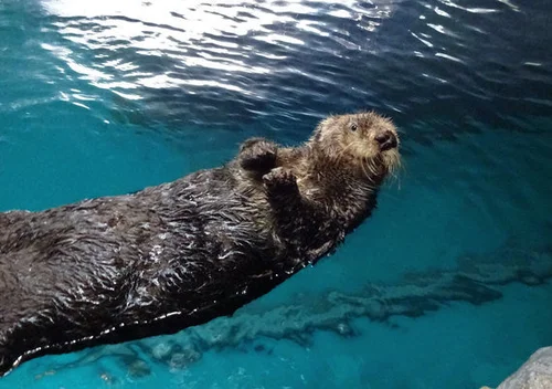 国内の水族館のラッコ、あと12頭に ピーク時から9割減 | ハフポスト