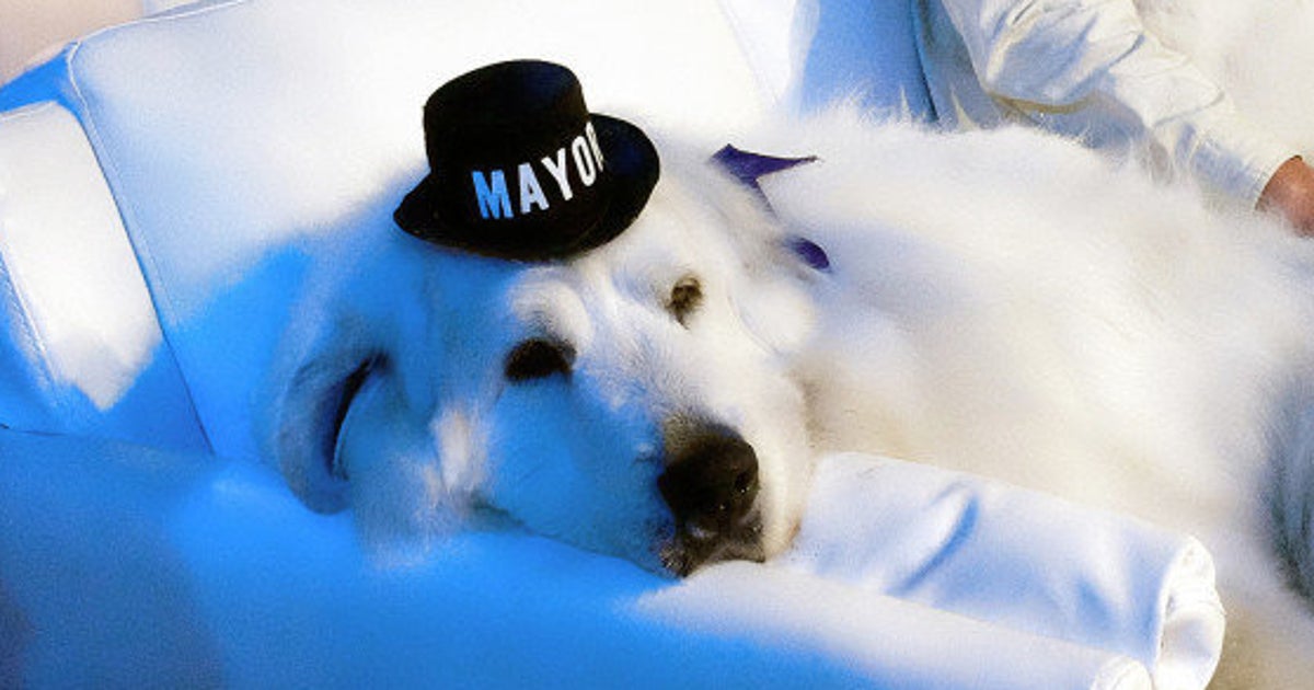 かわいすぎる犬の市長 圧倒的支持で3選を果たす 画像 ハフポスト