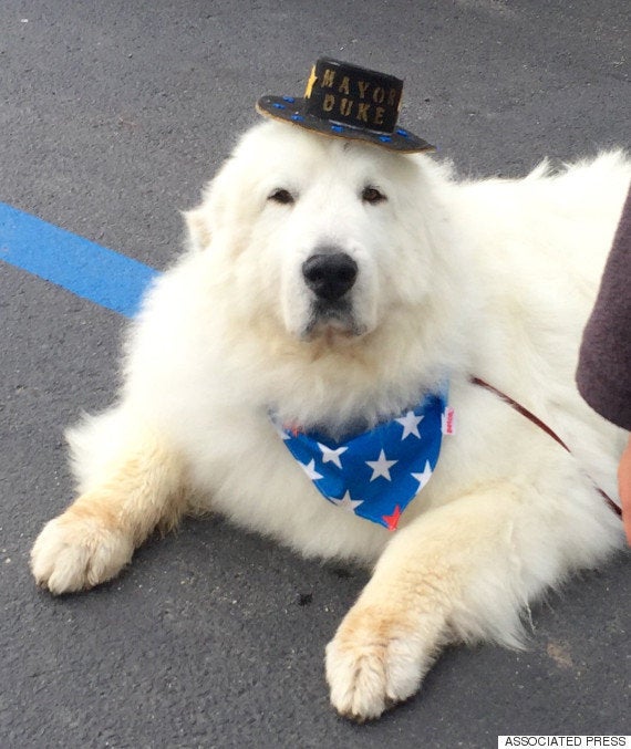 かわいすぎる犬の市長 圧倒的支持で3選を果たす 画像 ハフポスト