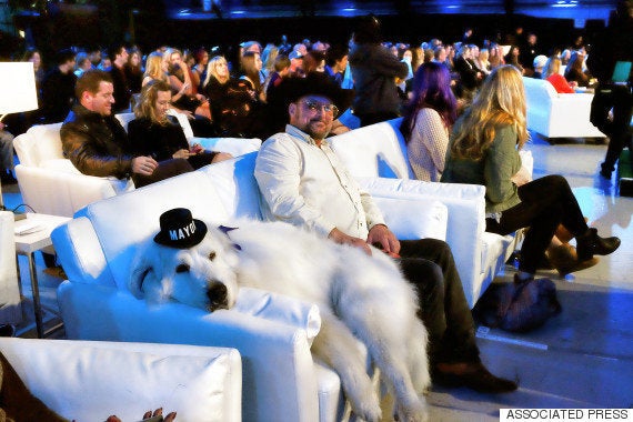かわいすぎる犬の市長 圧倒的支持で3選を果たす 画像 ハフポスト