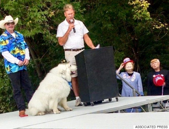 かわいすぎる犬の市長 圧倒的支持で3選を果たす 画像 ハフポスト