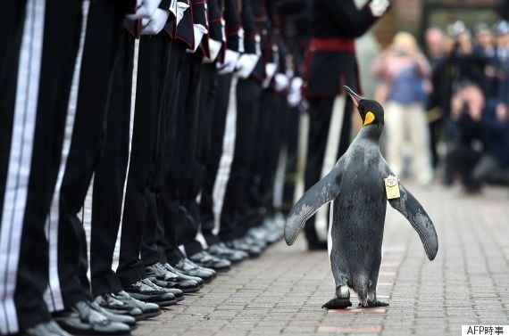 ペンギンの准将 ニルス オーラヴ卿 がノルウェー軍を閲兵する凛々しい姿 画像 ハフポスト