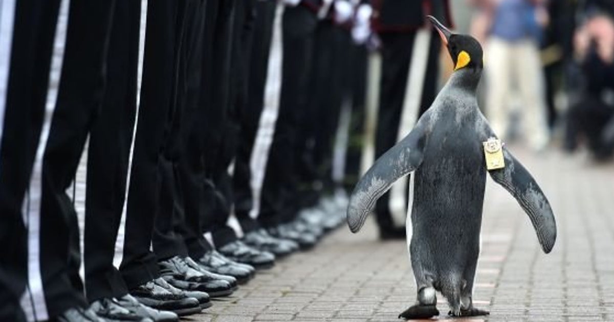 ペンギンの准将 ニルス オーラヴ卿 がノルウェー軍を閲兵する凛々しい姿 画像 ハフポスト