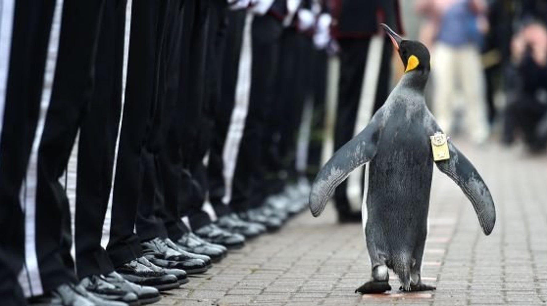 ペンギンの准将 ニルス オーラヴ卿 がノルウェー軍を閲兵する凛々しい姿 画像 ハフポスト News