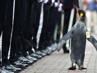 ペンギンの准将 ニルス オーラヴ卿 がノルウェー軍を閲兵する凛々しい姿 画像 ハフポスト