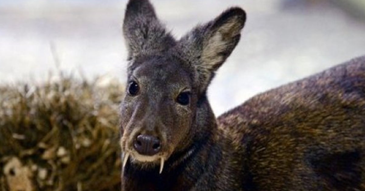 アフガンには 牙のある 幻のシカ がさすらうという 画像 ハフポスト