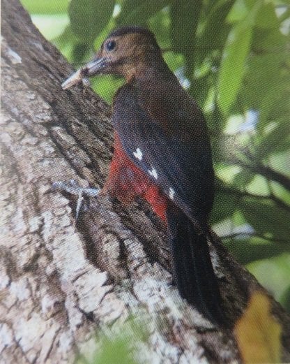 やんばるの森にすむ固有種のノグチゲラ（朝日新聞）