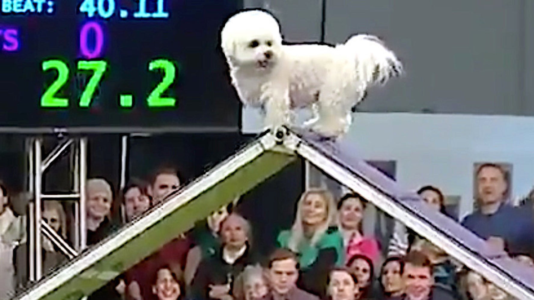 Westminster Dog Show 2025 Agility Results