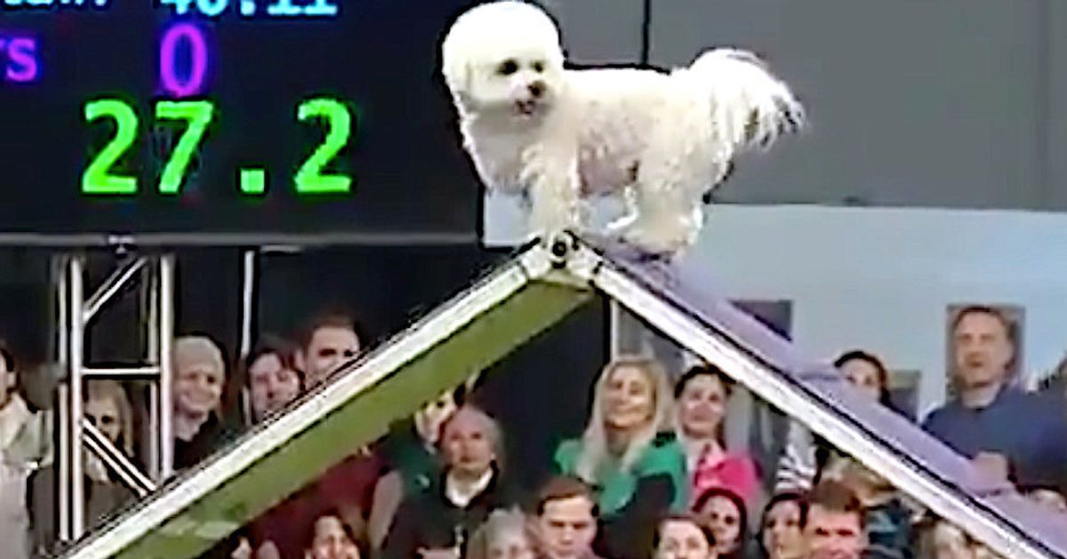 bichon agility course