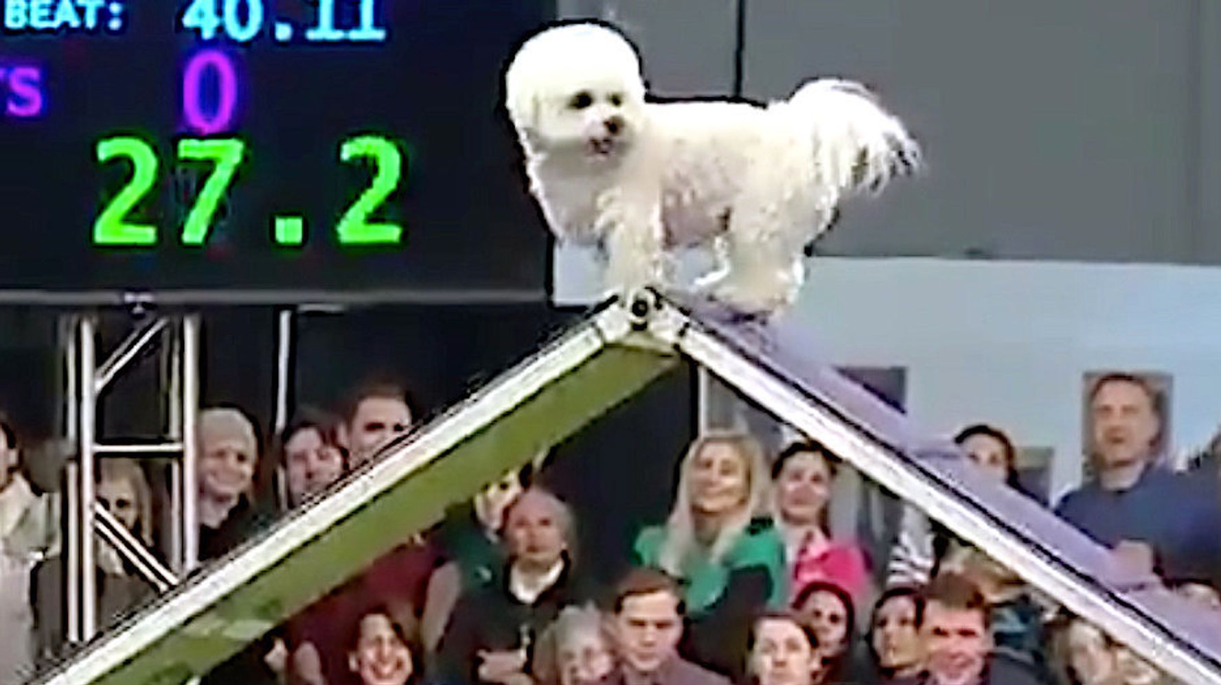 Winky The Bichon Frise Loses At Westminster Agility But Wins The