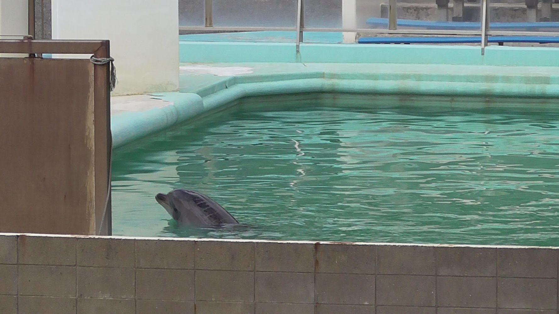 閉鎖後の水族館にイルカが1頭取り残される 県 譲渡先が決まってないと聞いている ハフポスト News