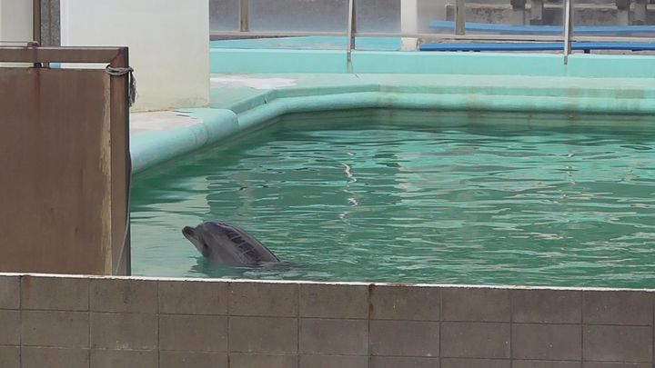 閉鎖後も屋外のプールで暮らす、イルカのハニー。頭部から背中にかけて、ひび割れのような傷があったが、県によると「いまは回復している」という＝2018年3月、動物保護団体「ピース」提供