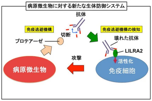 微生物の病原性と植物の防御応答 5c63a19d2400007002a25596.jpeg?
