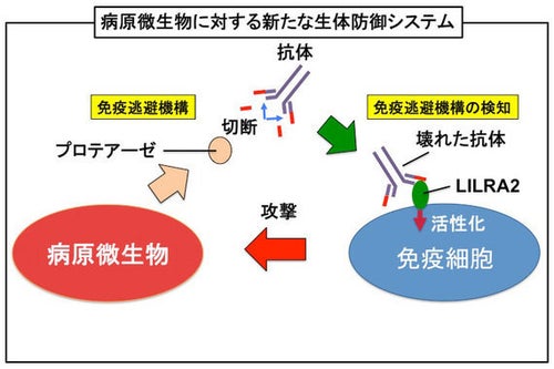 微生物の病原性と植物の防御応答 微生物vs.ヒトの感染攻防最前線 ─ 微生物は抗体を破壊する能力