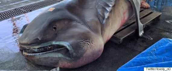 Images Of ニシオンデンザメ Japaneseclass Jp