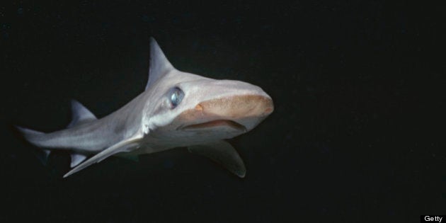 深海ザメの異様な姿 メガマウスからミツクリザメまで 写真 動画ギャラリー ハフポスト