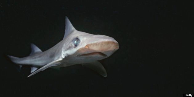 Bigeye Hound Shark (Iago omanensis), deep water shark, Gulf of Aqaba, Red Sea